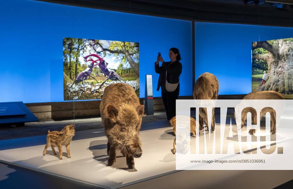 New exhibition in the Gasometer Oberhausen, Mythos Wald, on 3 levels and with several thematic chapters, the exhibition shows the diversity of the worlds forests with pictures, videos and exhibits, NRW, Germany, Mythos Wald Oberhausen