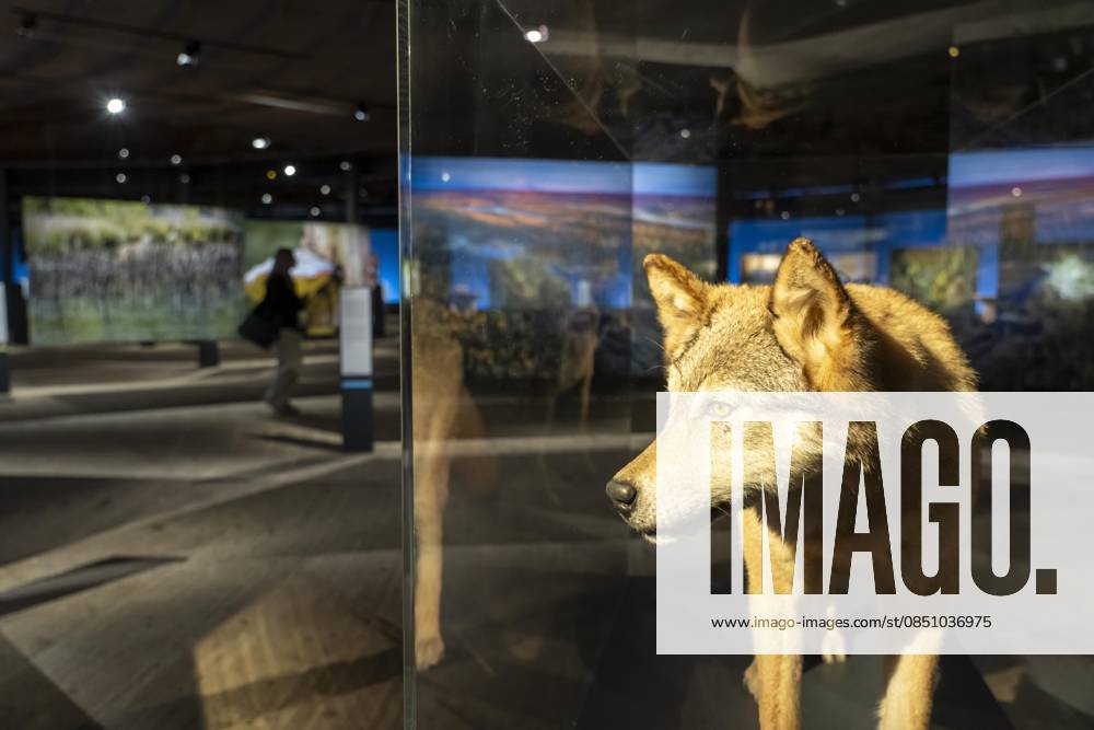 New exhibition in the Gasometer Oberhausen, Mythos Wald, on 3 levels and with several thematic chapters, the exhibition shows the diversity of the worlds forests with pictures, videos and exhibits, NRW, Germany, Mythos Wald Oberhausen