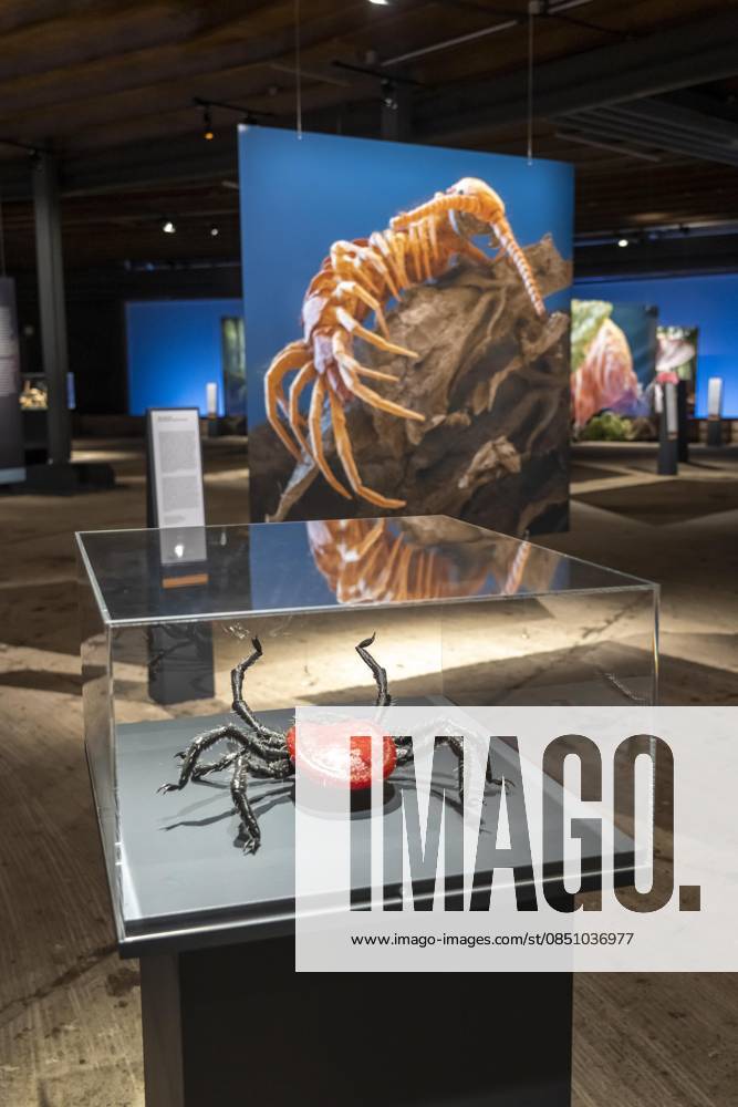 New exhibition in the Gasometer Oberhausen, Mythos Wald, on 3 levels and with several thematic chapters, the exhibition shows the diversity of the worlds forests with pictures, videos and exhibits, NRW, Germany, Mythos Wald Oberhausen