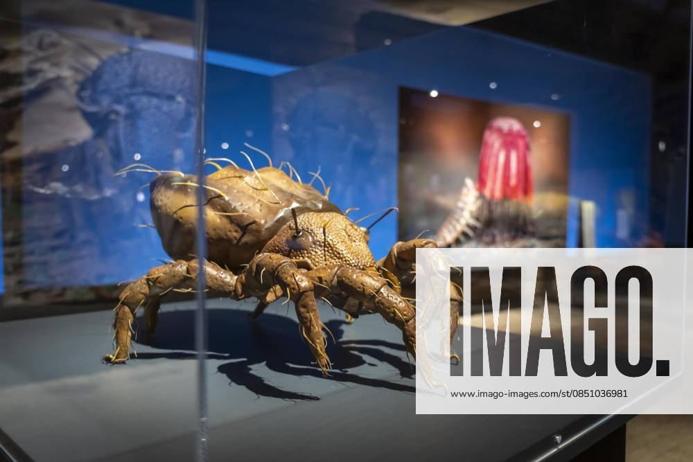 New exhibition in the Gasometer Oberhausen, Mythos Wald, on 3 levels and with several thematic chapters, the exhibition shows the diversity of the worlds forests with pictures, videos and exhibits, NRW, Germany, Mythos Wald Oberhausen