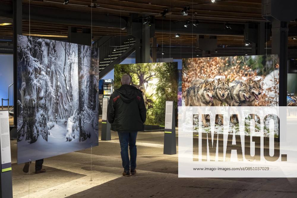 New exhibition in the Gasometer Oberhausen, Mythos Wald, on 3 levels and with several thematic chapters, the exhibition shows the diversity of the worlds forests with pictures, videos and exhibits, NRW, Germany, Mythos Wald Oberhausen