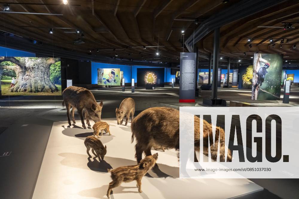 New exhibition in the Gasometer Oberhausen, Mythos Wald, on 3 levels and with several thematic chapters, the exhibition shows the diversity of the worlds forests with pictures, videos and exhibits, NRW, Germany, Mythos Wald Oberhausen