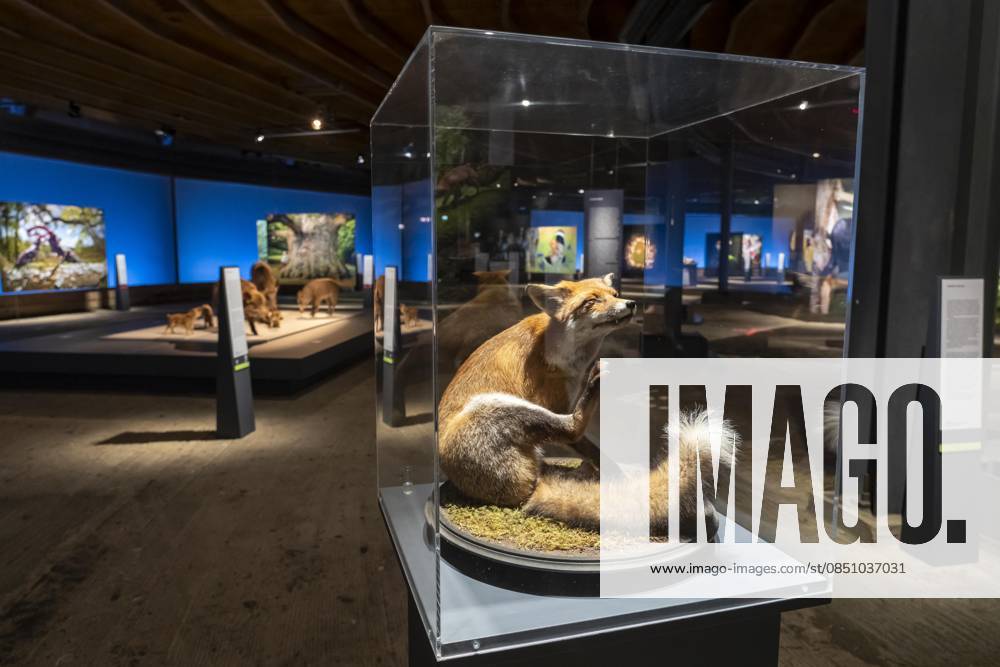 New exhibition in the Gasometer Oberhausen, Mythos Wald, on 3 levels and with several thematic chapters, the exhibition shows the diversity of the worlds forests with pictures, videos and exhibits, NRW, Germany, Mythos Wald Oberhausen