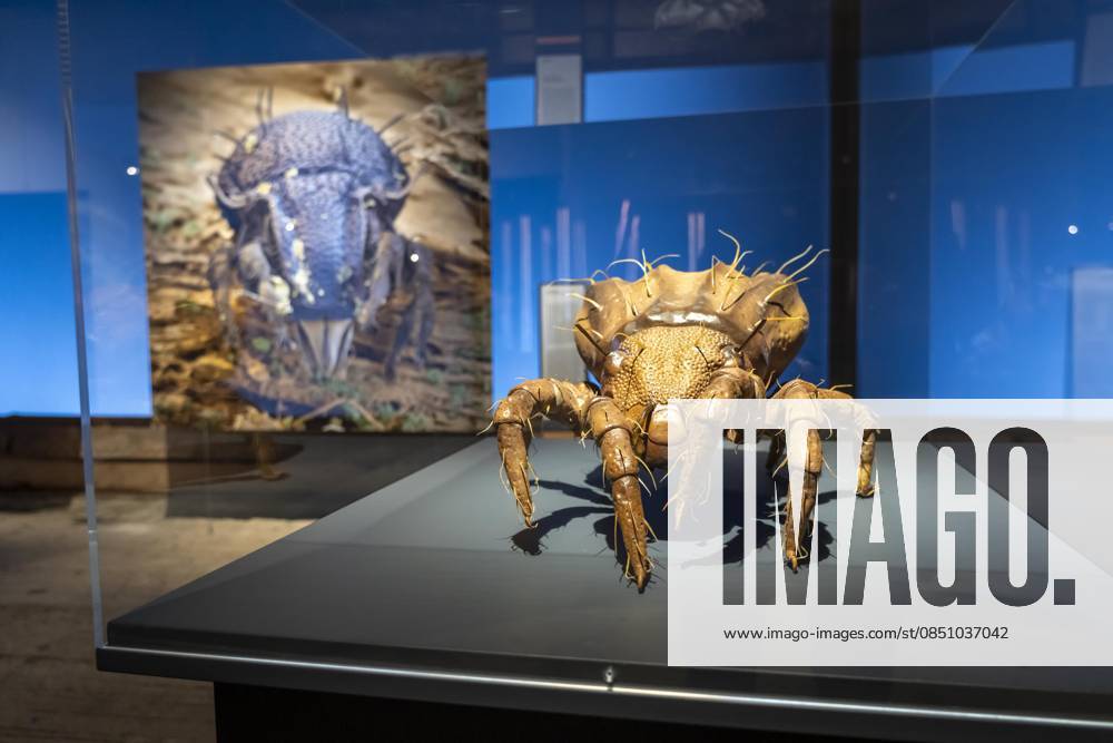 New exhibition in the Gasometer Oberhausen, Mythos Wald, on 3 levels and with several thematic chapters, the exhibition shows the diversity of the worlds forests with pictures, videos and exhibits, NRW, Germany, Mythos Wald Oberhausen