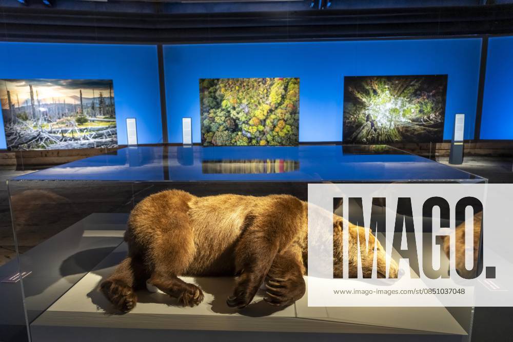 New exhibition in the Gasometer Oberhausen, Mythos Wald, on 3 levels and with several thematic chapters, the exhibition shows the diversity of the worlds forests with pictures, videos and exhibits, NRW, Germany, Mythos Wald Oberhausen