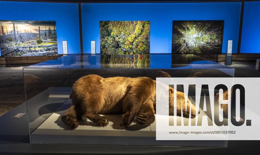 New exhibition in the Gasometer Oberhausen, Mythos Wald, on 3 levels and with several thematic chapters, the exhibition shows the diversity of the worlds forests with pictures, videos and exhibits, NRW, Germany, Mythos Wald Oberhausen