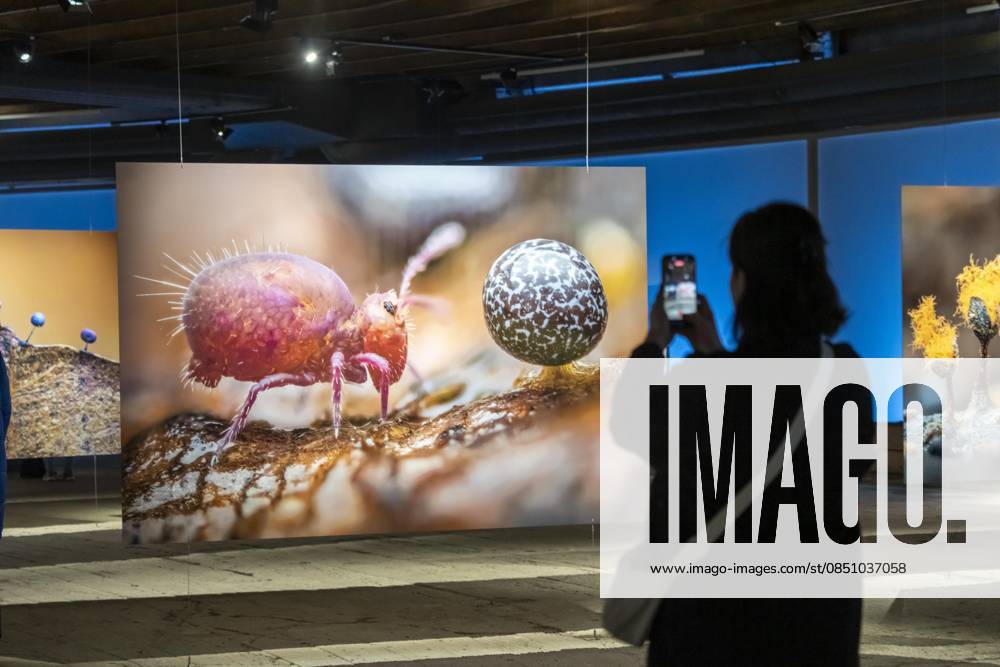 New exhibition in the Gasometer Oberhausen, Mythos Wald, on 3 levels and with several thematic chapters, the exhibition shows the diversity of the worlds forests with pictures, videos and exhibits, NRW, Germany, Mythos Wald Oberhausen