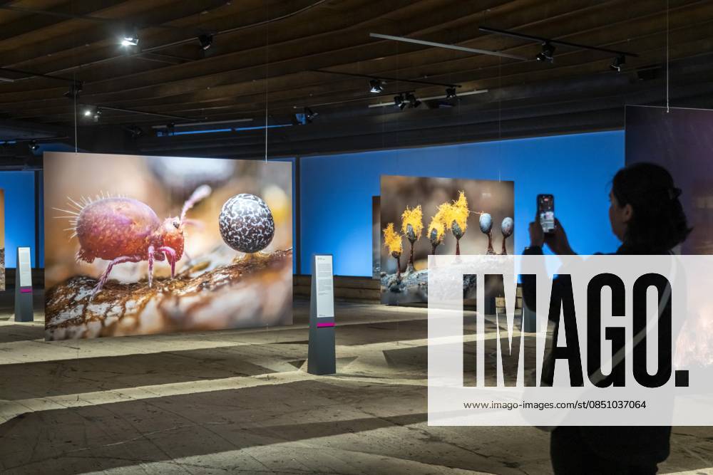 New exhibition in the Gasometer Oberhausen, Mythos Wald, on 3 levels and with several thematic chapters, the exhibition shows the diversity of the worlds forests with pictures, videos and exhibits, NRW, Germany, Mythos Wald Oberhausen