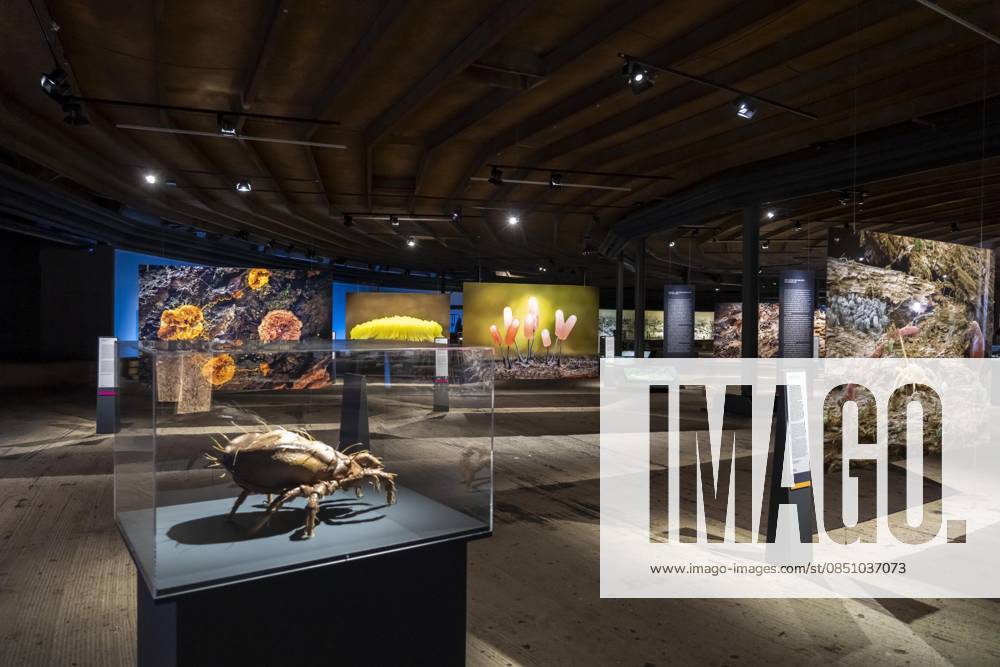 New exhibition in the Gasometer Oberhausen, Mythos Wald, on 3 levels and with several thematic chapters, the exhibition shows the diversity of the worlds forests with pictures, videos and exhibits, NRW, Germany, Mythos Wald Oberhausen