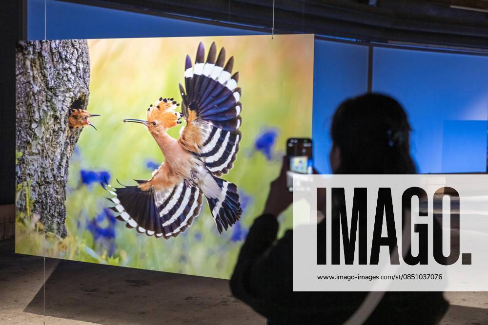 New exhibition in the Gasometer Oberhausen, Mythos Wald, on 3 levels and with several thematic chapters, the exhibition shows the diversity of the worlds forests with pictures, videos and exhibits, NRW, Germany, Mythos Wald Oberhausen