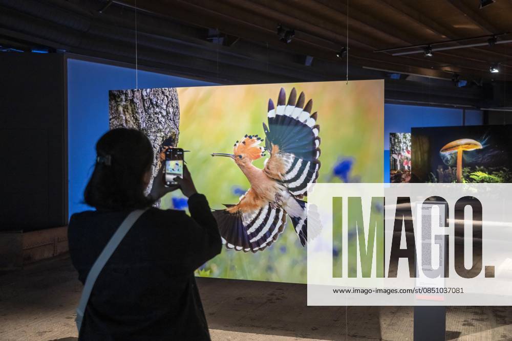 New exhibition in the Gasometer Oberhausen, Mythos Wald, on 3 levels and with several thematic chapters, the exhibition shows the diversity of the worlds forests with pictures, videos and exhibits, NRW, Germany, Mythos Wald Oberhausen