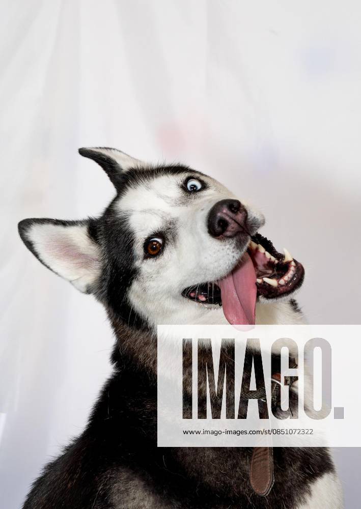 PICTURES: Young Brits incredible snaps shortlisted in photography award – including teen girl s psychedelic hen and Jedi jump dog by 10-year-old boy Story from Jam Press (Young Photographer Awards) Pictured: The happiest Husky by Gemma Hollingworth. PICTURES: Young Brits incredible snaps shortlisted in photography award – including teen girl s psychedelic hen and Jedi jump dog by 10-year-old boy A trippy hen and a gravity-defying ‘Jedi’ dog are among the jaw-dropping snaps battling it out to be crowned Britain’s favourite photo. The stunning shortlist for the RSPCA Young Photographer People’s Choice Award has been revealed, showcasing the incredible talent of the next generation. From playful pets to perfectly timed action shots,
