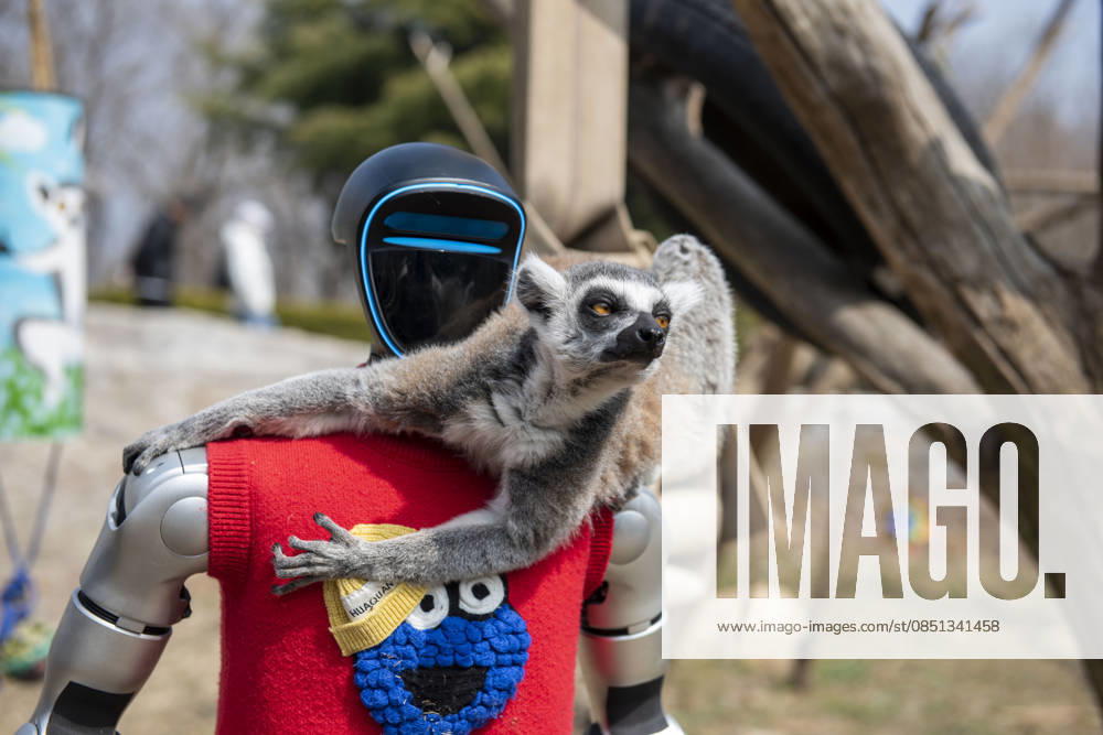 A humanoid robot feeds a ring-tailed lemur during a spring parade at Qingdao Forest Wildlife World on March 21, 2026 in Qingdao, Shandong Province of China. Qingdao Forest Wildlife World held a spring parade featuring humanoid robots, robotic dogs, and wild animals. The robots even fed some animals, delighting crowds of visitors who came to watch and interact.