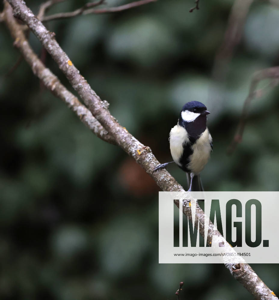 wildlife in the garden, Munich, in the picture great tit