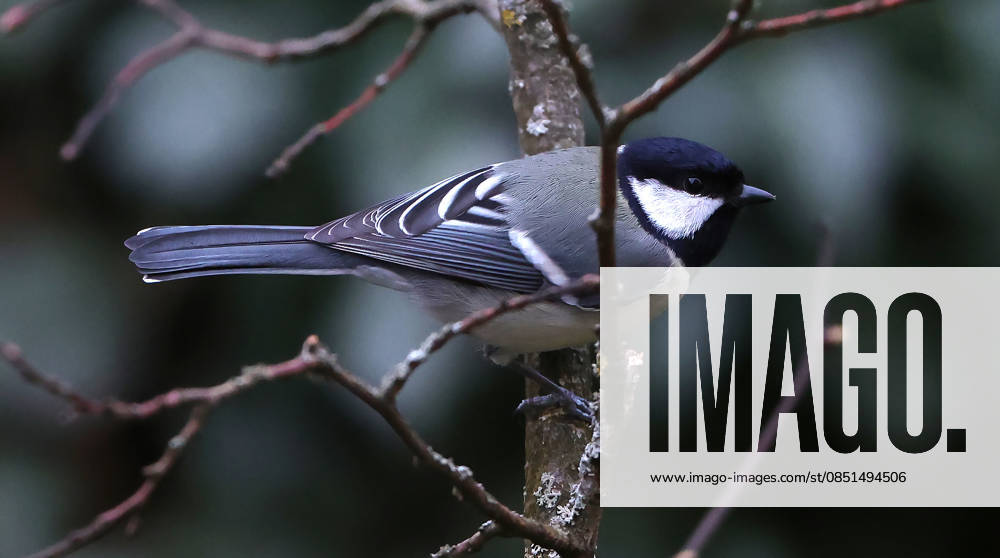 wildlife in the garden, Munich, in the picture great tit