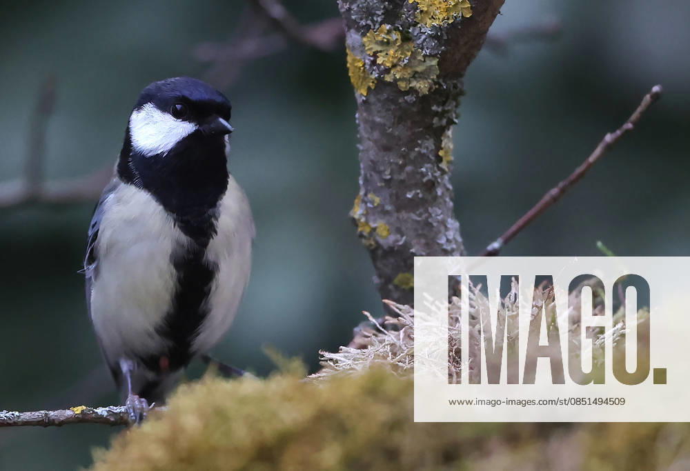 wildlife in the garden, Munich, in the picture great tit