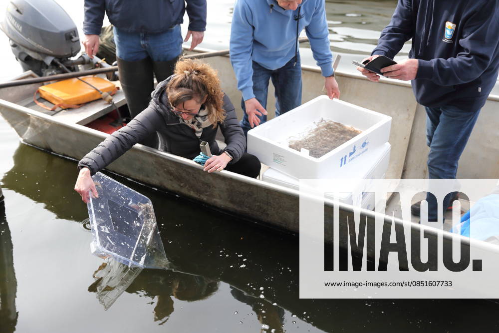 Minister for the Environment Hanka Mittelstädt SPD putting glass eels into the Havel in Potsdam, March 24, 2026 Brandenburg Glass eels for the Havel