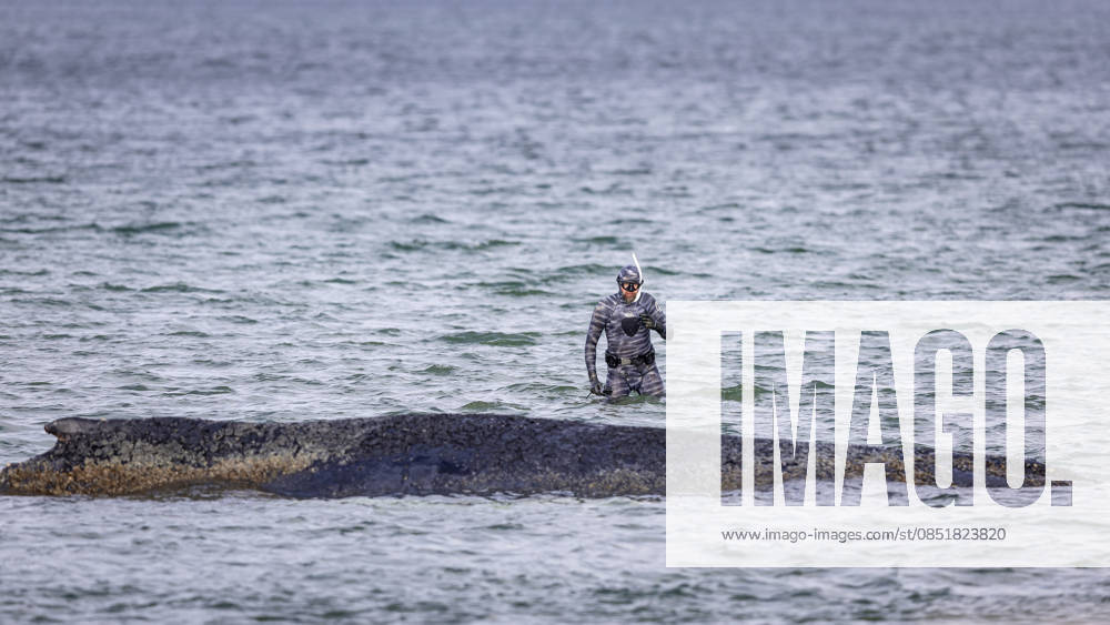 Robert Marc Lehmann during his water walk to the whale Humpback whale stranded off Niendorf harbor entrance Timmendorfer Strand , 26 03 26 Timmendorfer Strand Schleswig Holstein Germany