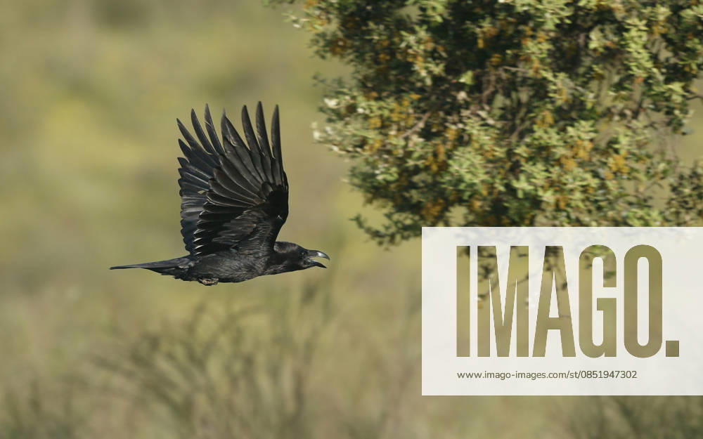 Spanish Raven, Iberian Raven Corvus Corax hispanus, Corvus Hispanus , at Flight, Spain, Extremadura Spanish raven, Iberian Raven Corvus Corax hispanus, Corvus Hispanus , in flight, Spain, Extremadura BLWS744837
