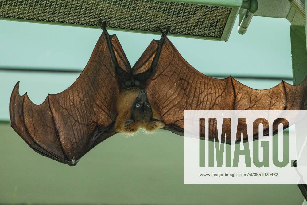 Fruchtfledermaus hängt an einem Baum im Wald. Lyles fliegender Fuchs. Eine Fledermaus hängt kopfüber mit ausgebreiteten Flügeln von der Decke in einem Raum Fruit bat hanging on tree in forest. Lyle s flying fox. a bat hangs upside down with its wings spread out from the ceiling in a room