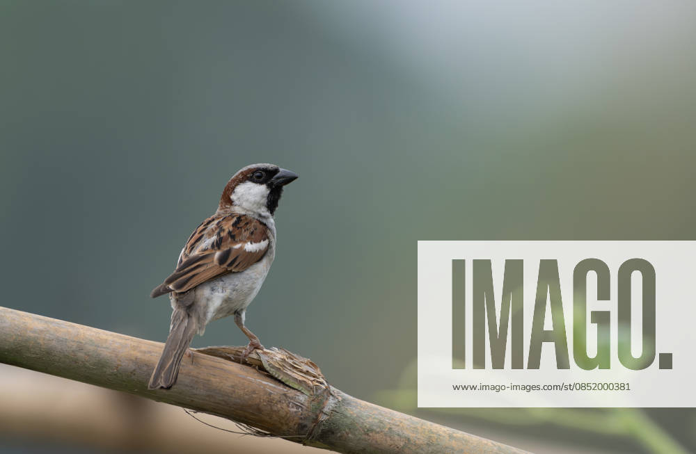 Ein Haussperling (Passer domesticus). Ein Haussperling (Passer domesticus). (License=RF)