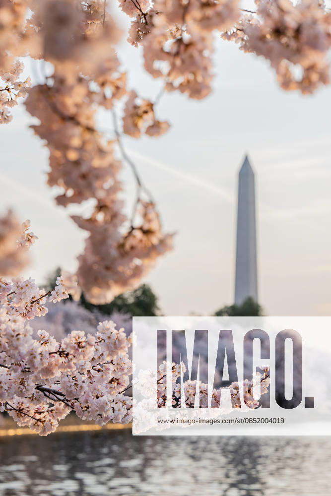Cherry blossoms bloom along the Tidal Basin with the Washington Monument in the background in Washington, D.C. Washington USA - ZUMAk206 20260327_znp_k206_005