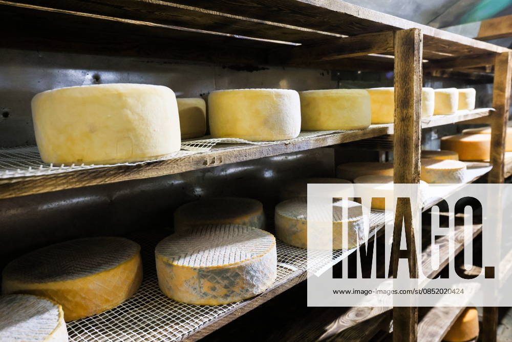 RUSSIA, REPUBLIC OF CRIMEA - MARCH 28, 2026: Wheels of cheese made from Swiss Brown milk age in a cellar at the Nyusya cheese farm Russia - ZUMAt113 20260328_zaa_t113_280