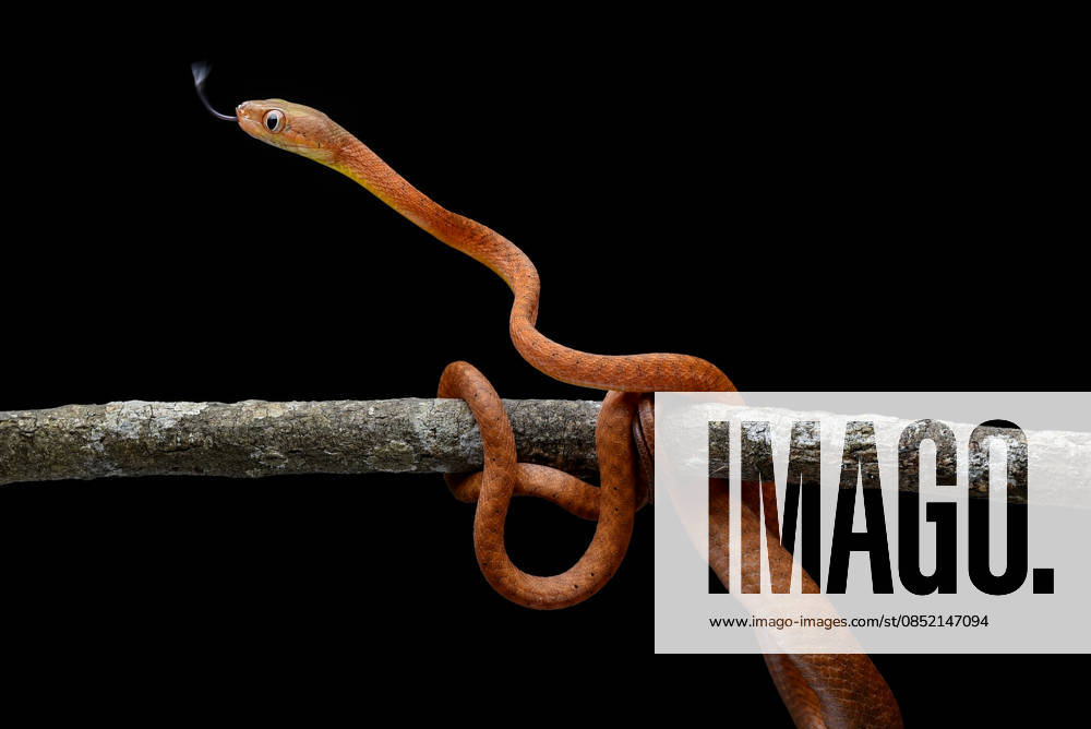 Close up of a juvenile Black-headed Cat Snake (Boiga nigriceps) Jakarta, Jakarta, Indonesia CR_DIOE260328-1989635-01