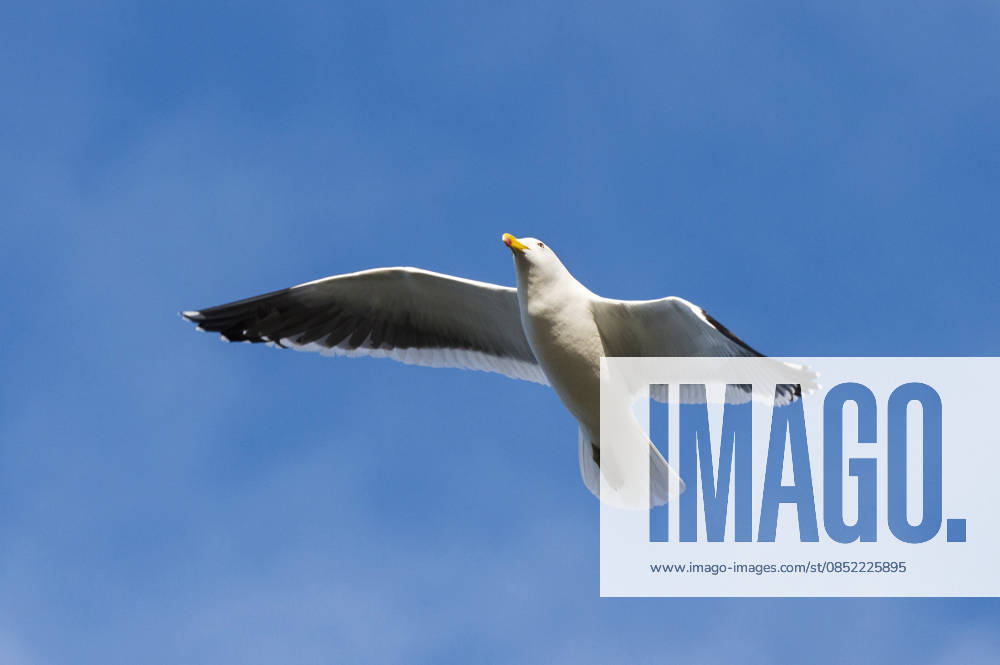 Dominican meow, Dominicans Moewe, antipode Larus dominicanus antipodus, Larus antipode , at Flight, Falkland Islands, Pebble Iceland Kelp gull, Southern Black Backed gull, Dominican GULL Larus dominicanus antipodus, Larus antipode , in flight, Falkland Iceland, Pebble Iceland BLWS745269
