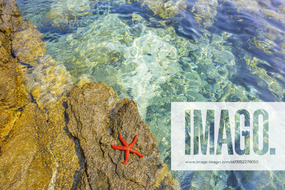 Purple star, Purple starfish, Red Starfish, Bloodstar, Red Mediterranean starfish Echinaster sepositus , Red Starfish is at a Rocks in the Bay from Ustrine, Croatia, Cres, Ustrine Red Mediterranean Sea Star Echinaster sepositus , Lying ON a Rock by The sea, Croatia, Cres, Ustrine BLWS745353