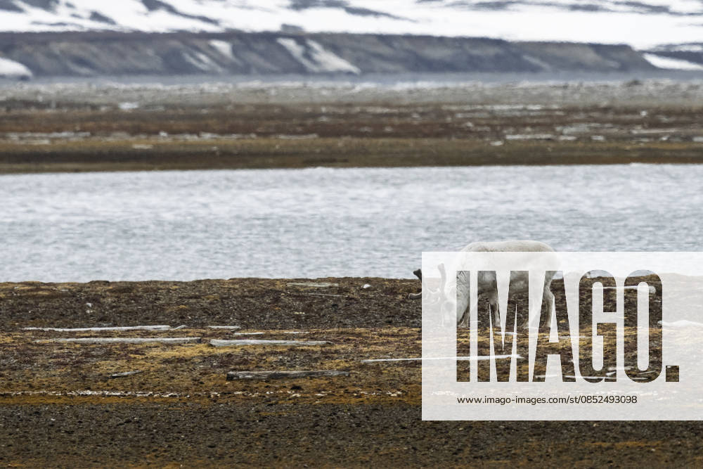 Reindeer (Rangifer tarandus) grazing, Poolepynten, Prins Karls Forland island, Svalbard, Norway. Svalbard Archipelago Svalbard Norway