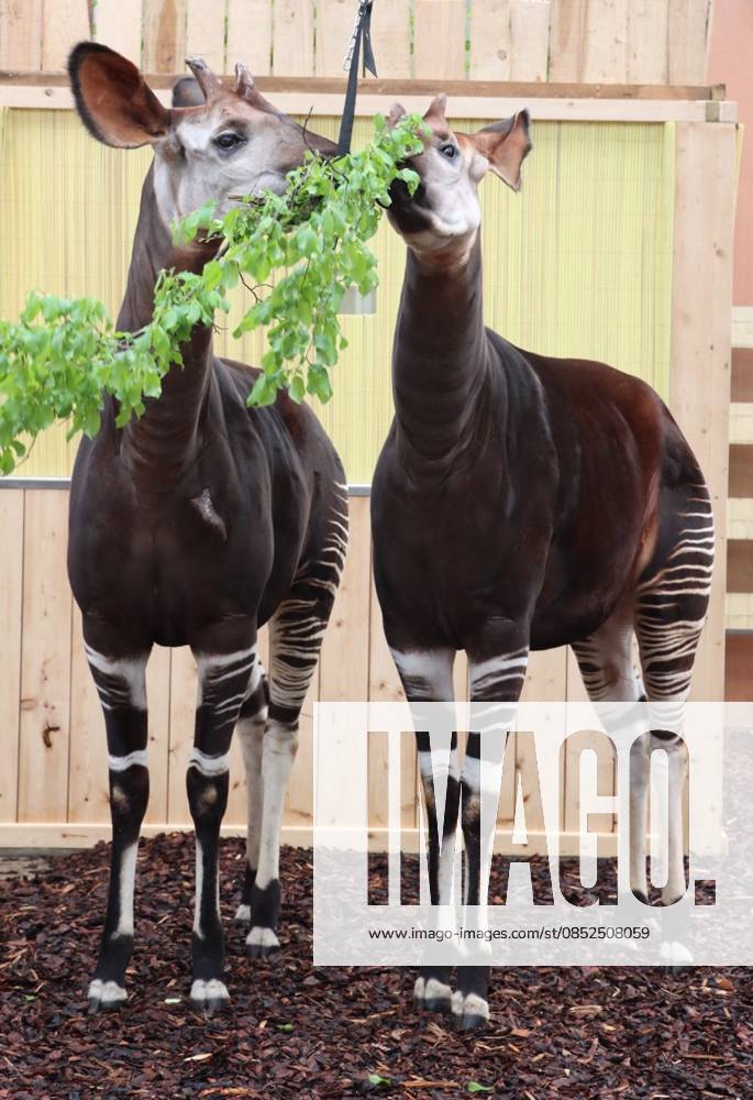 Two Male Okapis Arrive In Valbrembo - Italy Valbrembo, Le Cornelle Wildlife Park in Valbrembo is home to one of the planet s most endangered species: two male okapis, Okapia johnstoni, have arrived at the park. This is a private photo posted on social media or broadcast media, provided by this Agency. The Agency claims no ownership, including but not limited to copyright or licensing, in the attached material. Fees charged by this Agency are for the Agency s services only and do not convey, nor are they intended to convey to you, any ownership, copyright, or licensing rights in the material. By posting this material, you expressly agree to indemnify and hold the Agency and its directors, shareholders, and employees harmless from any loss, c