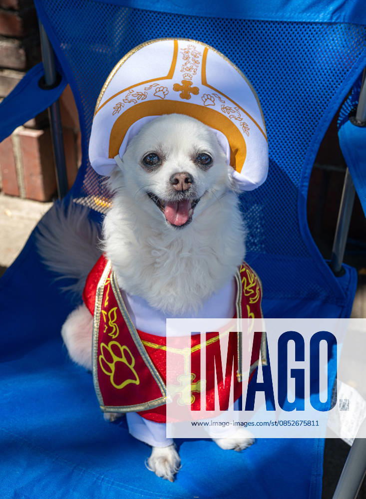 People and their pets line up in Olvera Street in Los Angeles to receive a blessing from Archbishop Jose Gomez in a Catholic tradition that celebrates St. Francis of AssisiÃ¢â‚¬â ¢s love of animals. Among them is this dog named Missy. This centuries-old tradition, usually held the Saturday before Easter, has been a part of Olvera StreetÃ¢â‚¬â ¢s history since 1930. Los Angeles USA - ZUMAh234 20260404_zsp_h234_002
