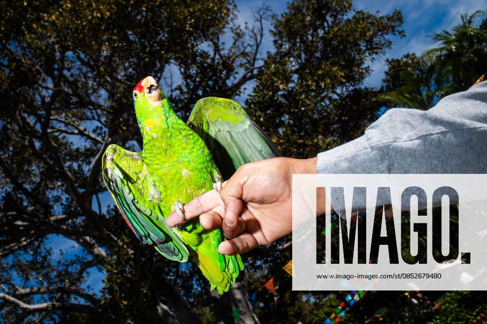 A parrot sits on its owners hand during the yearly Blessing of the Animals at Olvera Street on Saturday, April 4, 2026 in Los Angeles, California. Los Angeles USA - ZUMAh206 20260404_znp_h206_001