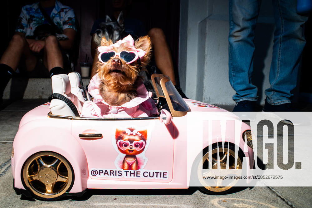 A small dog sits in remote control car while waiting in line to be blessed by Acrhbishop JOSE GOMEZ during the yearly Blessing of the Animals at Olvera Street on Saturday, April 4, 2026 in Los Angeles, California. Los Angeles USA - ZUMAh206 20260404_znp_h206_012