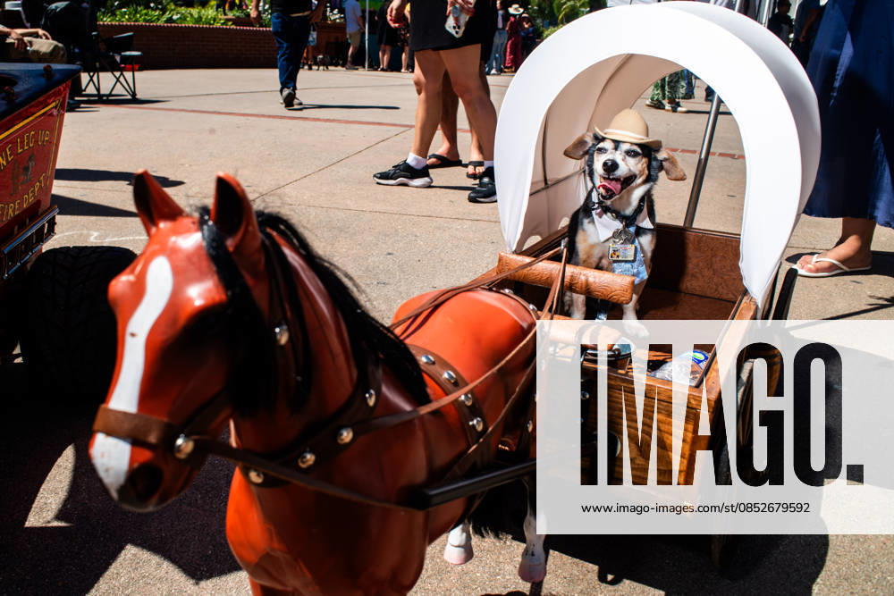 A small dog in a carriage during the yearly Blessing of the Animals at Olvera Street on Saturday, April 4, 2026 in Los Angeles, California. Los Angeles USA - ZUMAh206 20260404_znp_h206_017
