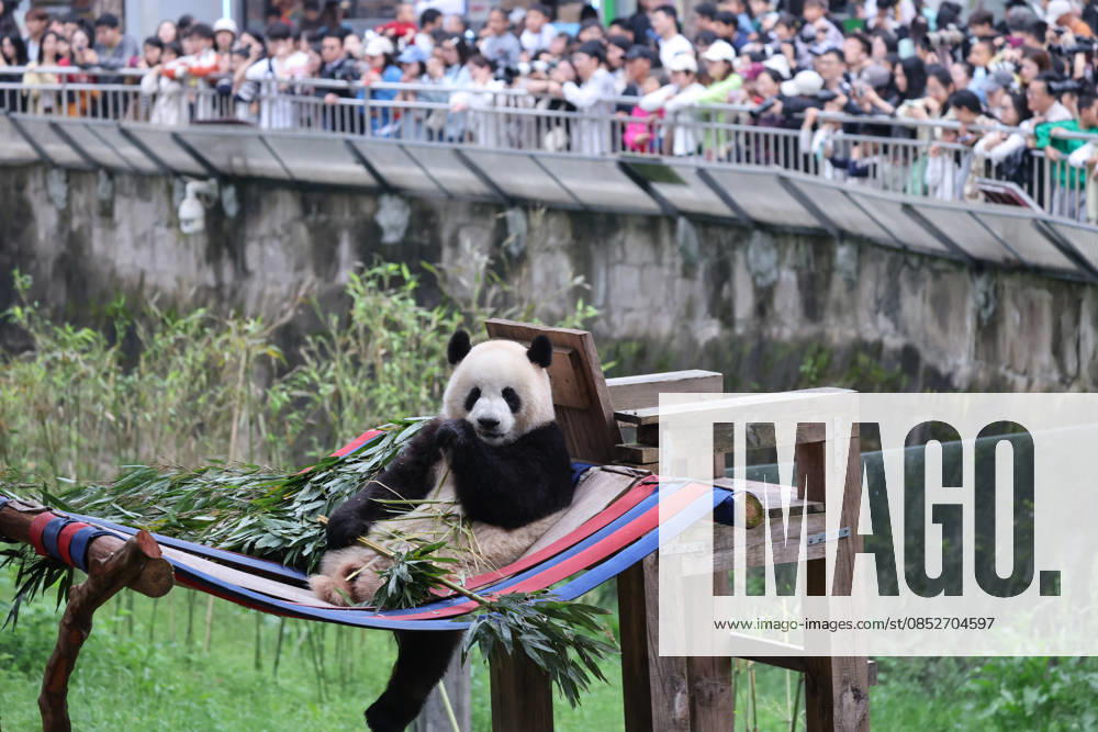 Giant Panda CHONGQING, CHINA - APRIL 5, 2026 - Tourists visited Giant Pandas at Chongqing Zoo in Chongqing, China on April 5, 2026. Chongqing Chongqing China
