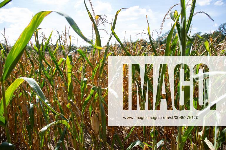 Dry corn field agriculture