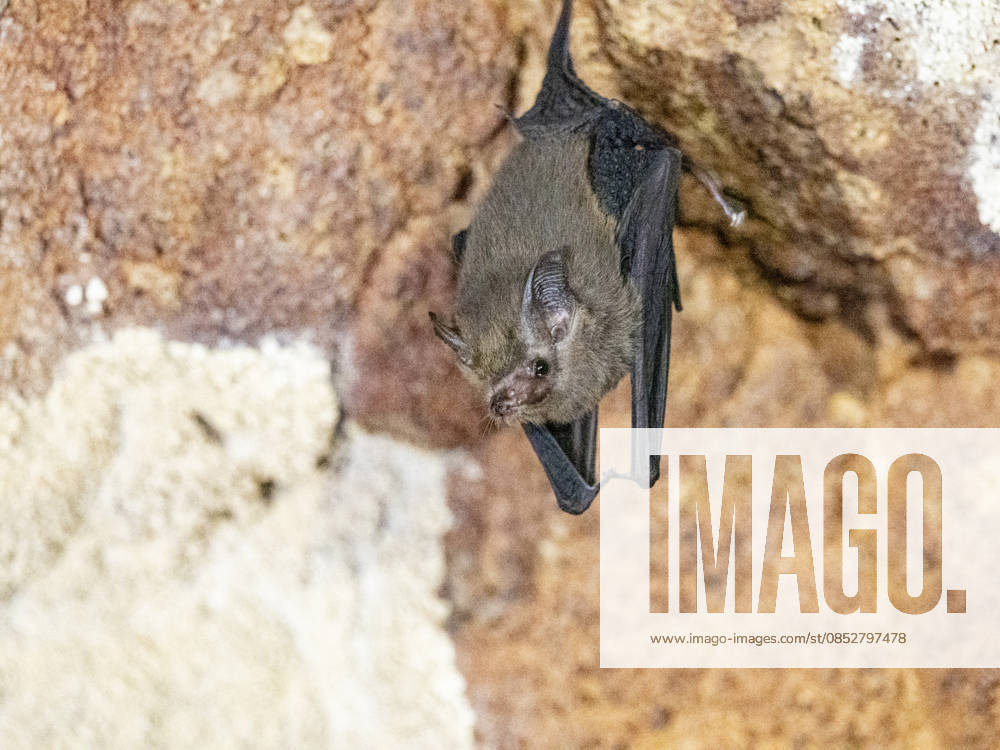 Roosting western sheath-tailed bat in Sakalavas Cave in Madagascar during daytime hours