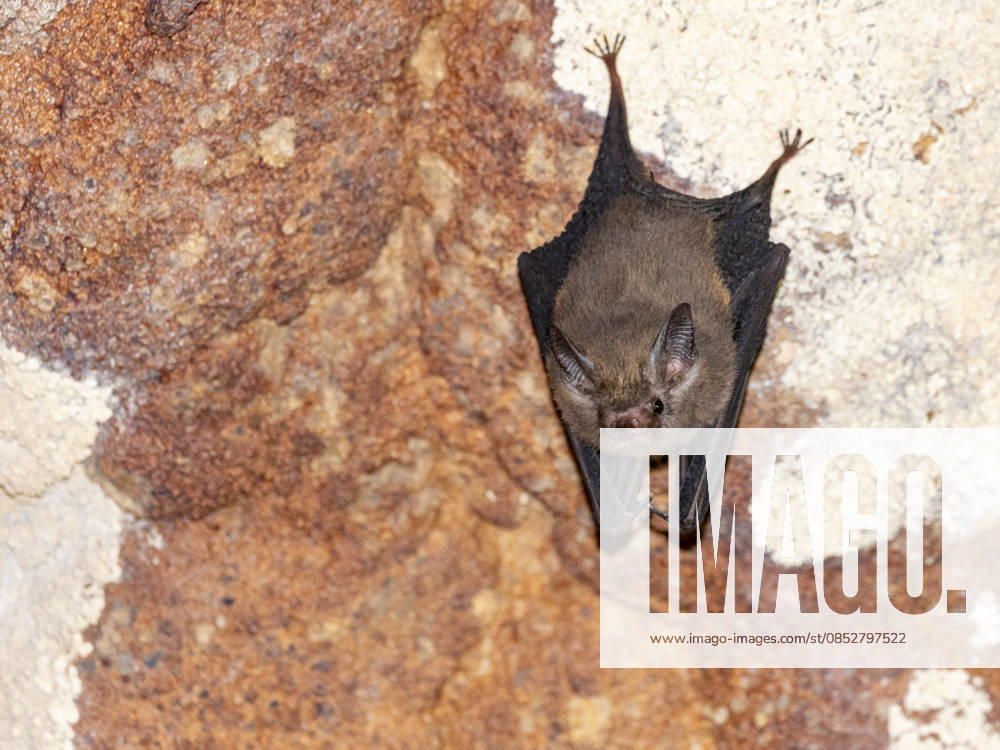 Roosting western sheath-tailed bat Paremballonura tiavato resting in Sakalavas Cave at night in Madagascar