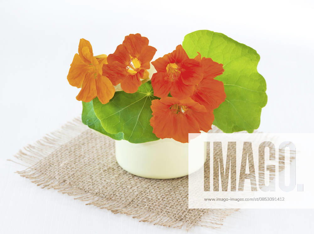 Great Nasturtium, Great Capuchin Cress, Nasturtium, Capuchin Kresse Tropaeolum majus , Nasturtium in a Vase at a Doily from Jute Indian cress, Common nasturtium, Garden nasturtium Tropaeolum majus , nasturtiums in a Vase ON a Jute doily BLWS745552