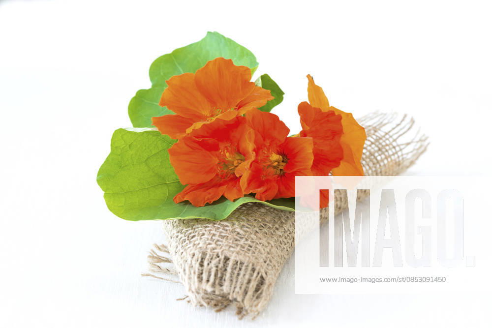 Great Nasturtium, Great Capuchin Cress, Nasturtium, Capuchin Kresse Tropaeolum majus , Nasturtium in a Vase with a Doily from Jute Indian cress, Common nasturtium, Garden nasturtium Tropaeolum majus , nasturtiums in a Vase With a Jute doily BLWS745553