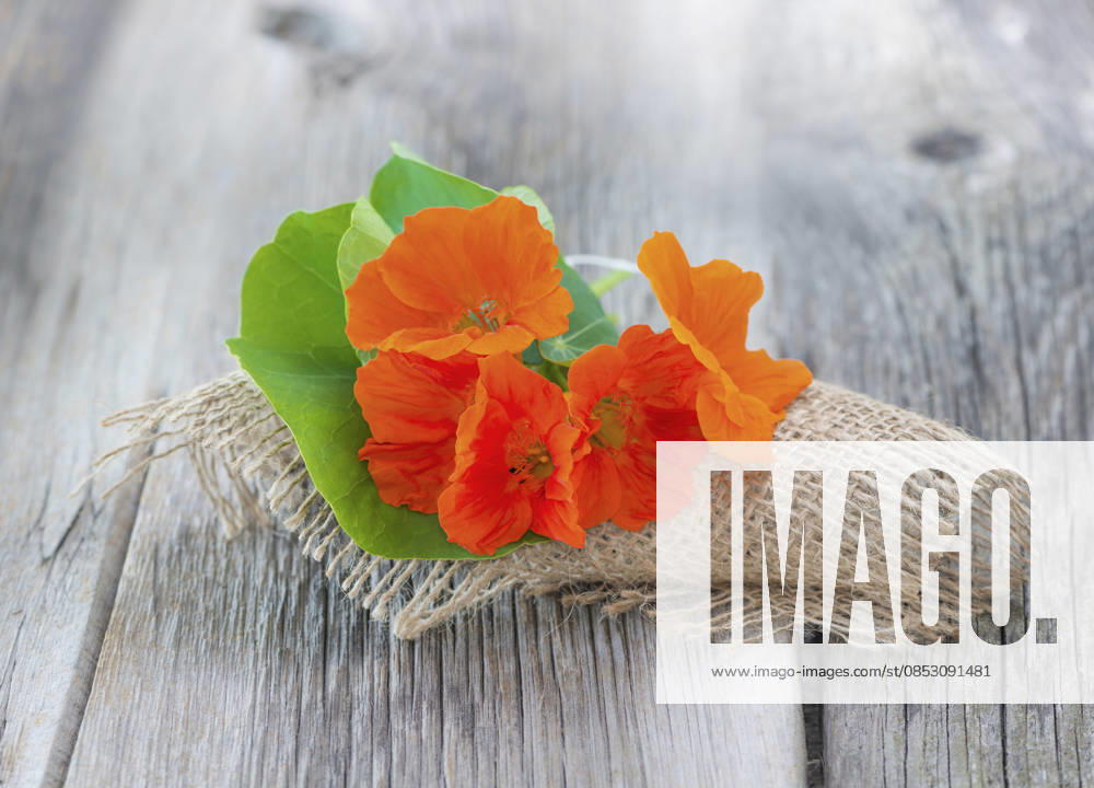 Great Nasturtium, Great Capuchin Cress, Nasturtium, Capuchin Kresse Tropaeolum majus , Nasturtium in a Vase with a Doily from Jute at a Wooden table Indian cress, Common nasturtium, Garden nasturtium Tropaeolum majus , nasturtiums in a Vase With a Jute doily ON a Wooden Table BLWS745554