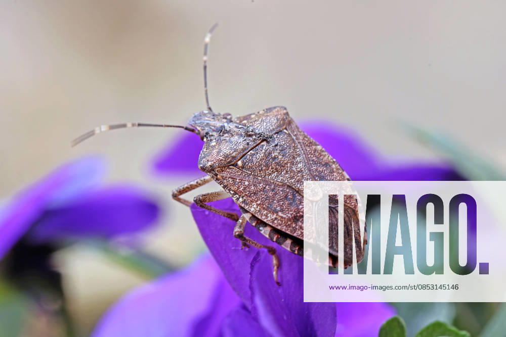Introduced bugs A marmorated stink bug climbs on horned violets and is considered a pest
