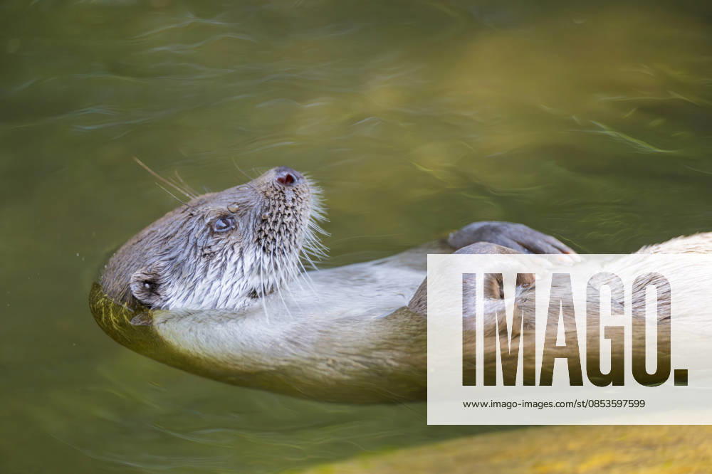 European Otter, Eurasian Otter, Otters Lutra Lutra , at the Backs floating, Half portrait, Germany, Bavaria European River otter, European Otter, EURASIAN Otter Lutra Lutra , Swimming ON its back, Half length portrait, Germany, Bavaria BLWS745613