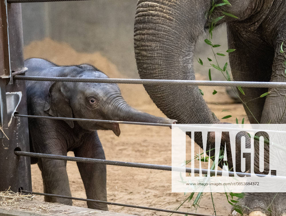 Two-month-old Asian baby elephant Linh Mai makes her public debut at the National Zoo in Washington, DC on Wednesday, April 15, 2026. The staff at the zoo have bottle-raised her since birth after her mother Nhi Linh rejected her. Another female elephant, Swarna, has stepped into the role of caring for Linh Mai. WAS20260415105 PATxBENIC