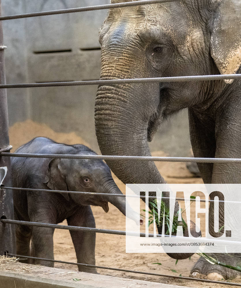 Two-month-old Asian baby elephant Linh Mai makes her public debut at the National Zoo in Washington, DC on Wednesday, April 15, 2026. The staff at the zoo have bottle-raised her since birth after her mother Nhi Linh rejected her. Another female elephant, Swarna, has stepped into the role of caring for Linh Mai. WAS20260415106 PATxBENIC