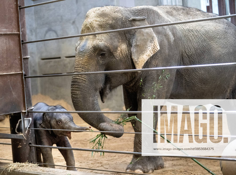 Two-month-old Asian baby elephant Linh Mai makes her public debut at the National Zoo in Washington, DC on Wednesday, April 15, 2026. The staff at the zoo have bottle-raised her since birth after her mother Nhi Linh rejected her. Another female elephant, Swarna, has stepped into the role of caring for Linh Mai. WAS20260415107 PATxBENIC