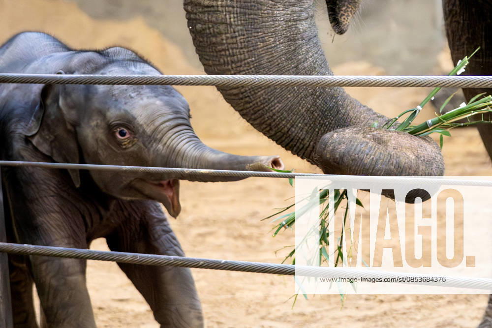 Two-month-old Asian baby elephant Linh Mai makes her public debut at the National Zoo in Washington, DC on Wednesday, April 15, 2026. The staff at the zoo have bottle-raised her since birth after her mother Nhi Linh rejected her. Another female elephant, Swarna, has stepped into the role of caring for Linh Mai. WAS20260415108 PATxBENIC
