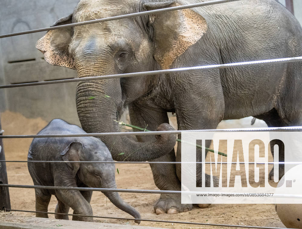 Two-month-old Asian baby elephant Linh Mai makes her public debut at the National Zoo in Washington, DC on Wednesday, April 15, 2026. The staff at the zoo have bottle-raised her since birth after her mother Nhi Linh rejected her. Another female elephant, Swarna, has stepped into the role of caring for Linh Mai. WAS202604151106 PATxBENIC